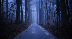 La forêt de Soignes à Bruxelles