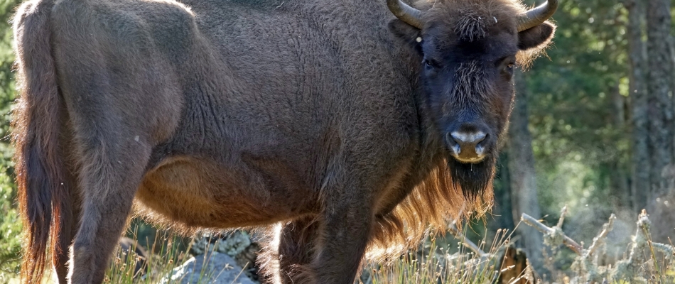 Rencontrez des bisons en Lozère - Minizap Grenoble