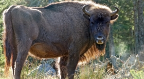 Rencontrez des bisons en Lozère