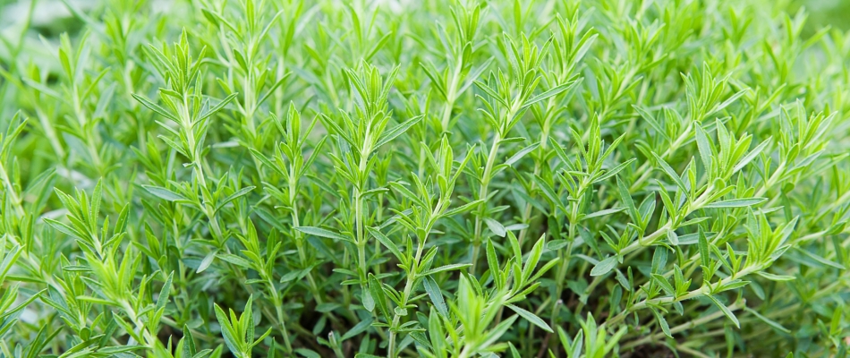 L'estragon, l'herbe fine qui ne se sème pas - Minizap Annecy