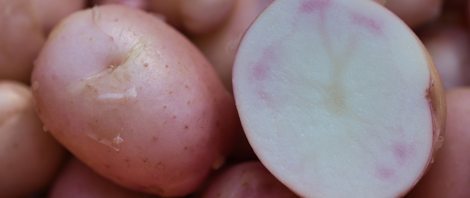 La pomme de terre primeur nous donne la patate - Minizap Annecy