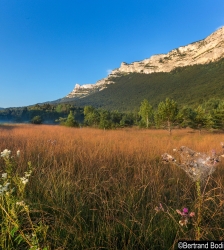 Arbres et forêts