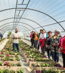 Visite guid&eacute;e des serres municipales - Journ&eacute;es Europ&eacute;ennes du Patrimoine 2026