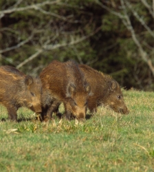 Sur la piste des animaux sauvages