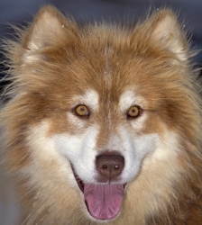 Visite de la Ferme des chiens de tra&icirc;neaux