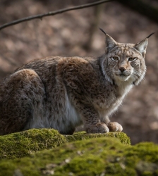 Cinéma : Lynx