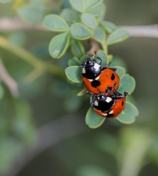 Faire son jardin de A à Z - Rendez-vous de la transition