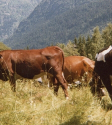 Bestiaire d'été