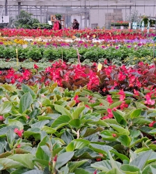 Fête du Bocage, le 1er mai