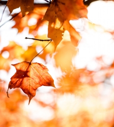 Marché d'automne