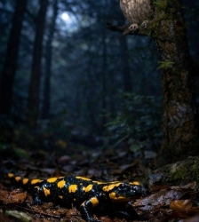 A la tomb&eacute;e de la nuit au Roc de Ch&egrave;re