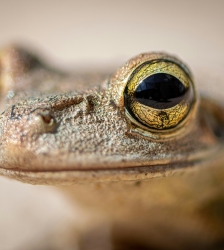Sortie Nature -Entre reptiles et batraciens, l'équilibre des milieux aquatiques de montagne