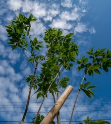 Atelier pratique : les arbres fruitiers