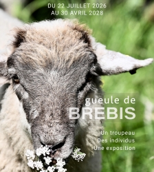 Exposition : &laquo; Gueules de Brebis &raquo;