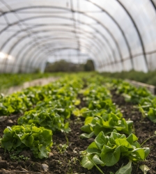 Atelier pratique : faire son jardin de A à Z