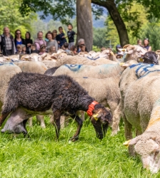 F&ecirc;te de la Transhumance