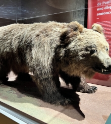 Lecture animée - Ours, y es-tu ?