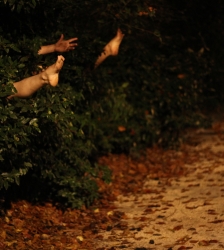 Spectacle : impromptu acrobatique