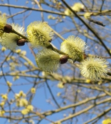 Sortie Lo Parvi :  les fleurs des arbres et abustes et leurs usages