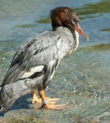 Sortie Lo Parvi : initiation ornithologique, les oiseaux des étangs