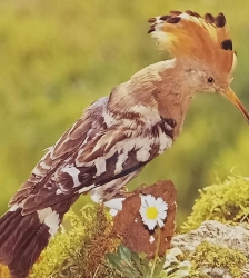 Conférence : Reconnaitre les chants d'oiseaux