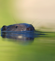 Animation nature sur les ENS : partez à l'affût du Castor