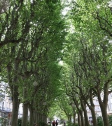 Archisamedi (tout public) : les arbres de Chambéry