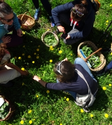 Sortie découverte des plantes sauvages