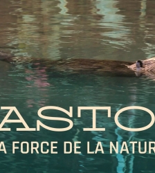 20e Festival du Film Vert : "Castor, la force de la nature"