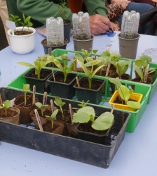 Troc de plants et de graines