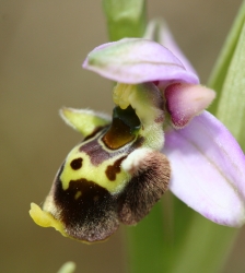 Animation nature sur les ENS : mystérieuses orchidées