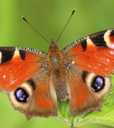 Animation nature sur les ENS : libellules et papillons vous livrent leurs secrets