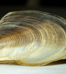 Conférence : La Moule Quagga au Lac du Bourget - Nuit des Musées