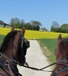 Balade ludique en calèche