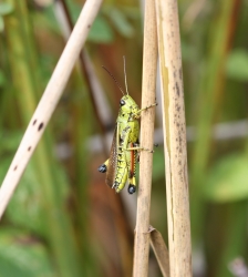 Sortie Lo Parvi : d&eacute;couverte des criquets, sauterelles et grillons
