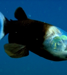 Concert : Barreleye Fish
