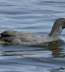 Sortie Lo Parvi : comptage des oiseaux hivernants (chantier)