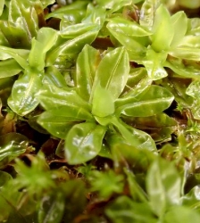 Sortie Lo Parvi : d&eacute;couverte des mousses