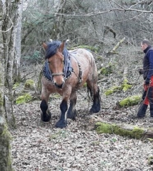 Sortie Lo Parvi : gestion foresti&egrave;re et biodiversit&eacute;