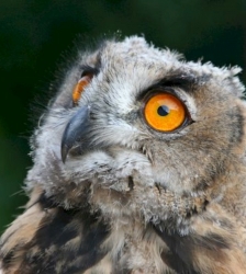 Sortie Lo Parvi : le Grand Duc