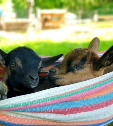 Visites et ateliers à Path'O Calme, mini ferme d'animation et de médiation par l'animal