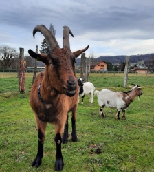 Visites et ateliers &agrave; la ferme d&rsquo;animation et de m&eacute;diation par l&rsquo;animal de l&rsquo;Arche de Julie
