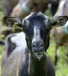 Visite de la Ch&egrave;vrerie des Cardelles