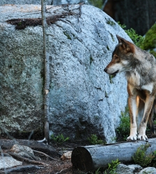 Exposition "Le loup"