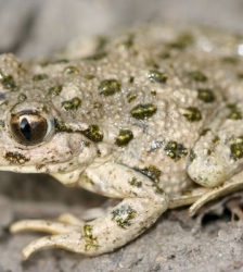 Sortie Lo Parvi : les amphibiens