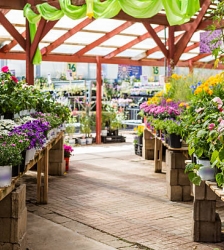 Vente de plantes du Sou des &eacute;coles du Bouchage