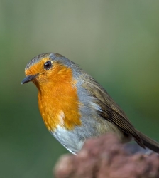 Sortie Lo Parvi :  reconna&icirc;tre les chants des oiseaux