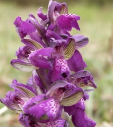 Sortie Lo Parvi : les orchid&eacute;es