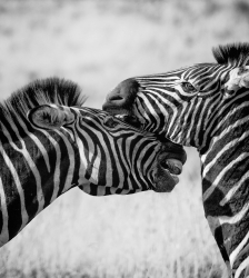 Exposition 3 - 6 ans : Animalement v&ocirc;tre