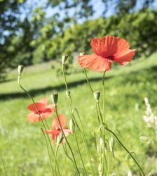 Chasse aux &eacute;nigmes de P&acirc;ques